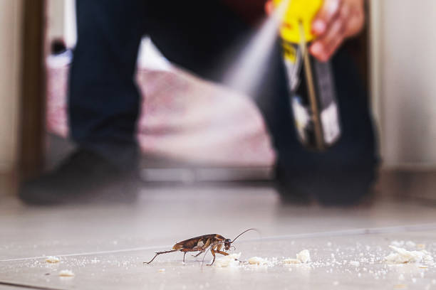 Insect Control in Gastonia, NC
